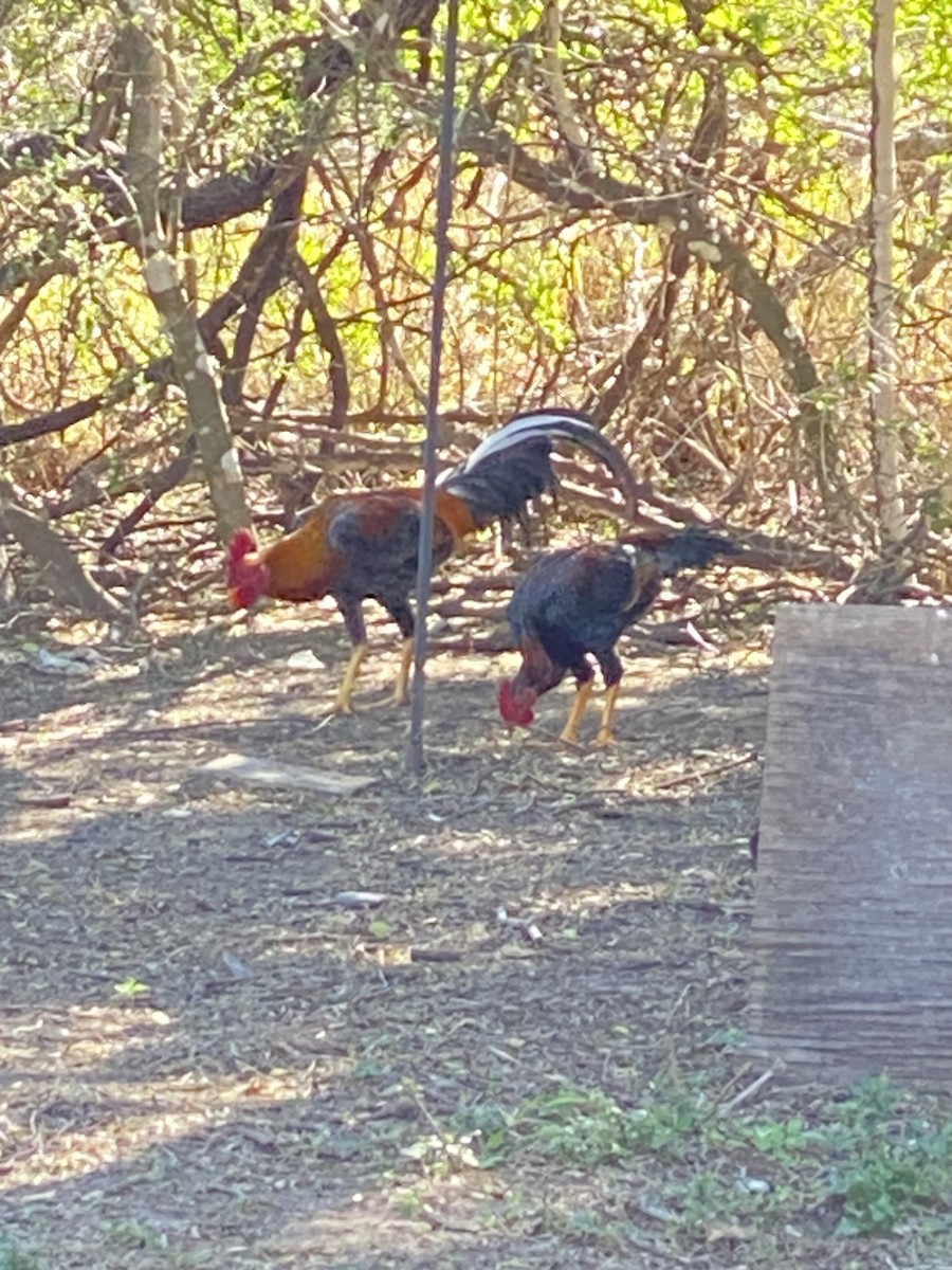 Red Junglefowl (Domestic type) - ML614125159