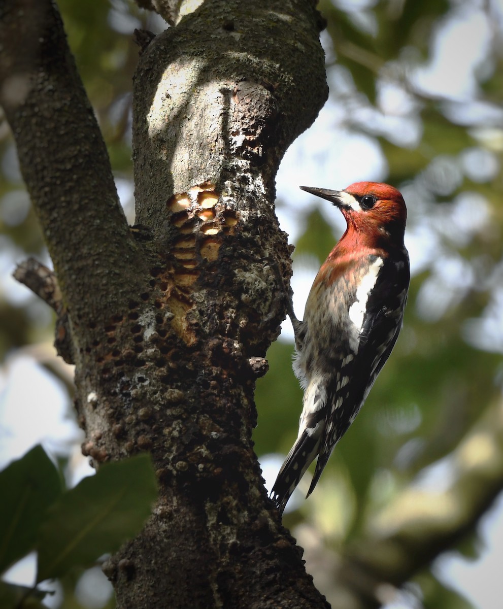 Red-breasted Sapsucker - ML614125225