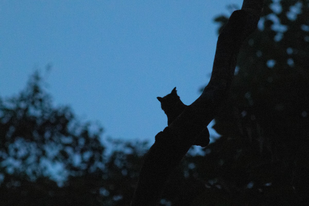 Everett's Scops-Owl - Andrew Marden