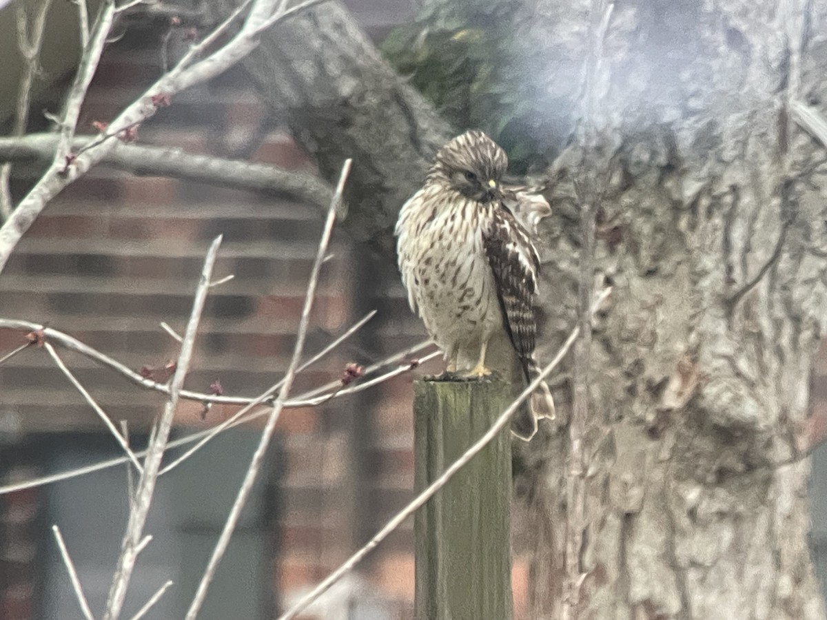 Red-shouldered Hawk - ML614125242