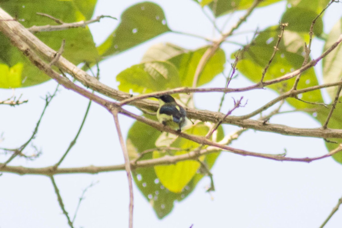 Glanzflügel-Nektarvogel (Boholnektarvogel) - ML614125306