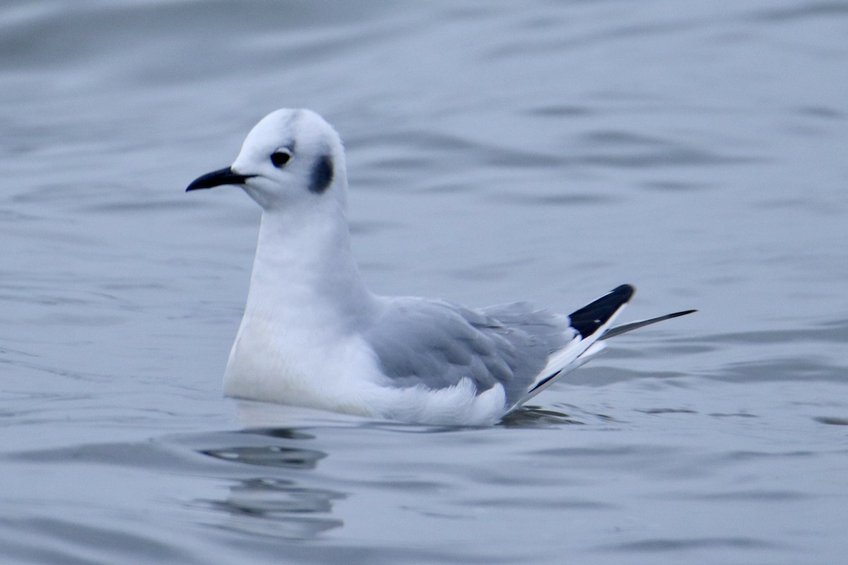 Bonaparte's Gull - ML614125387