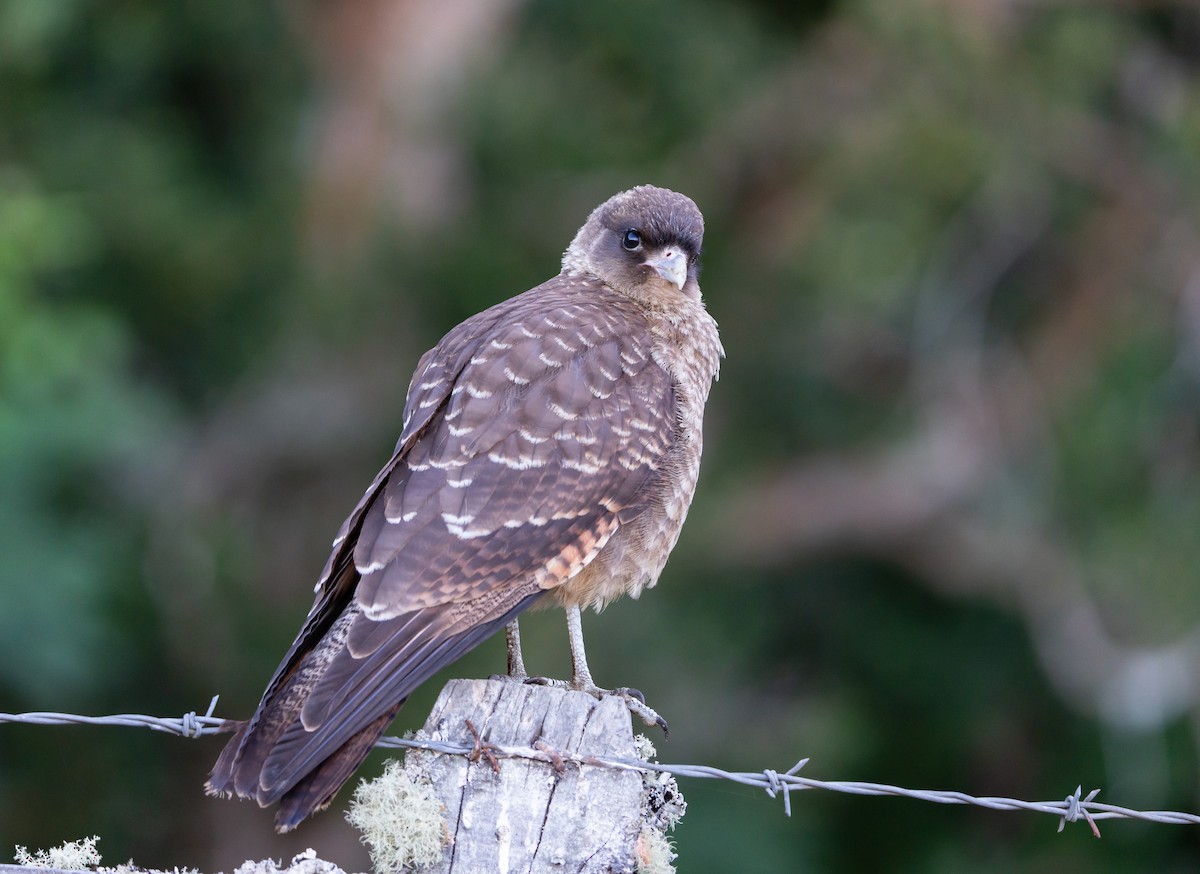 Chimango Caracara - ML614125506