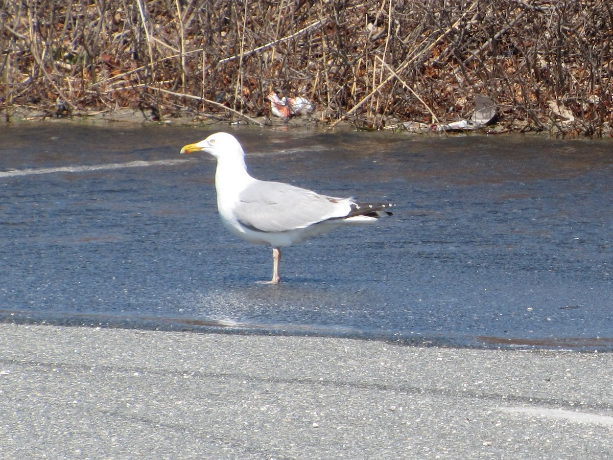 Gaviota Argéntea - ML614125559