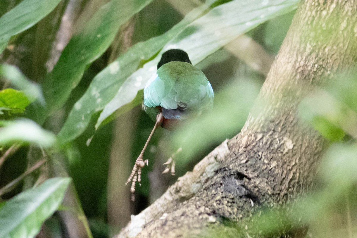 綠胸八色鳥(sordida/palawanensis) - ML614125570
