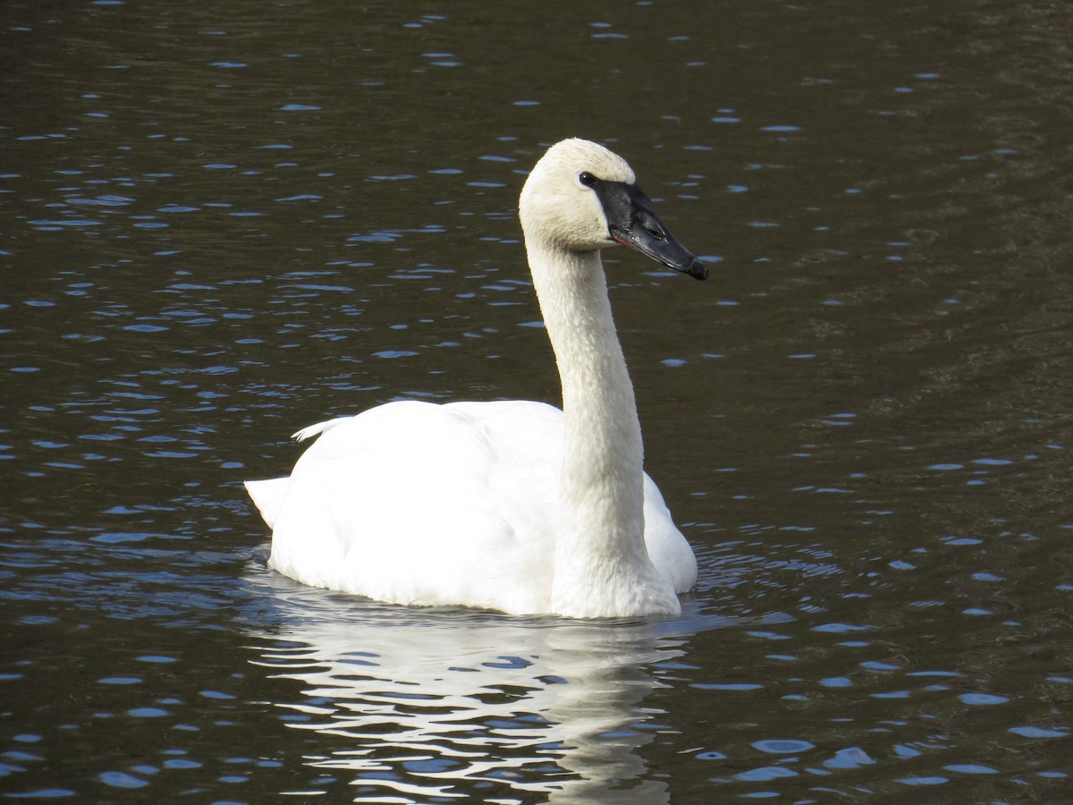 Trumpeter Swan - ML614125581