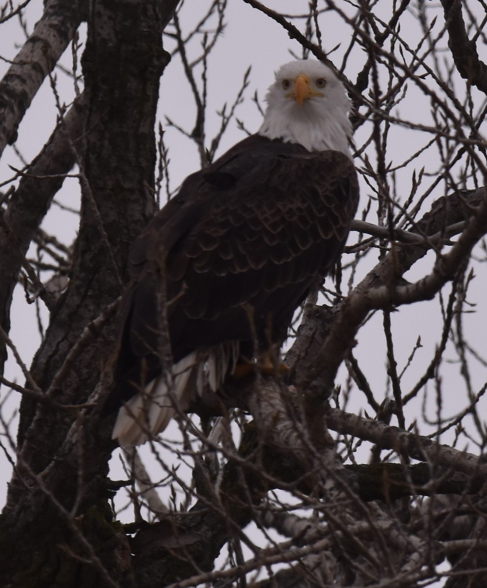 Bald Eagle - ML614125661