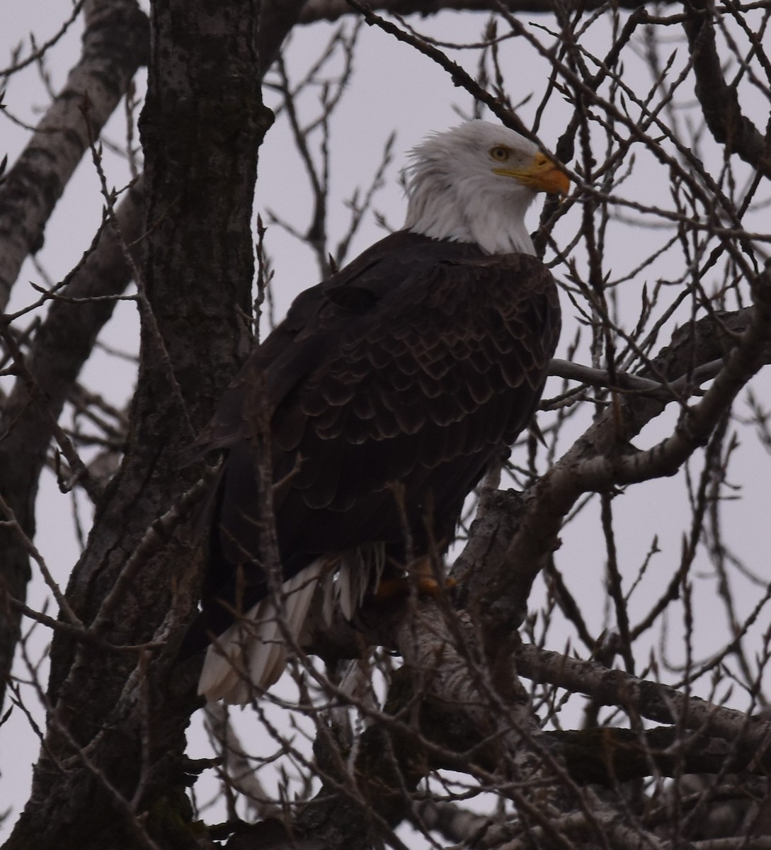 Bald Eagle - ML614125672