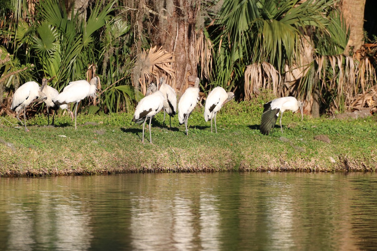 Wood Stork - ML614125678