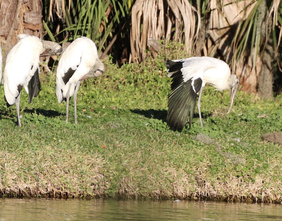 Wood Stork - ML614125681