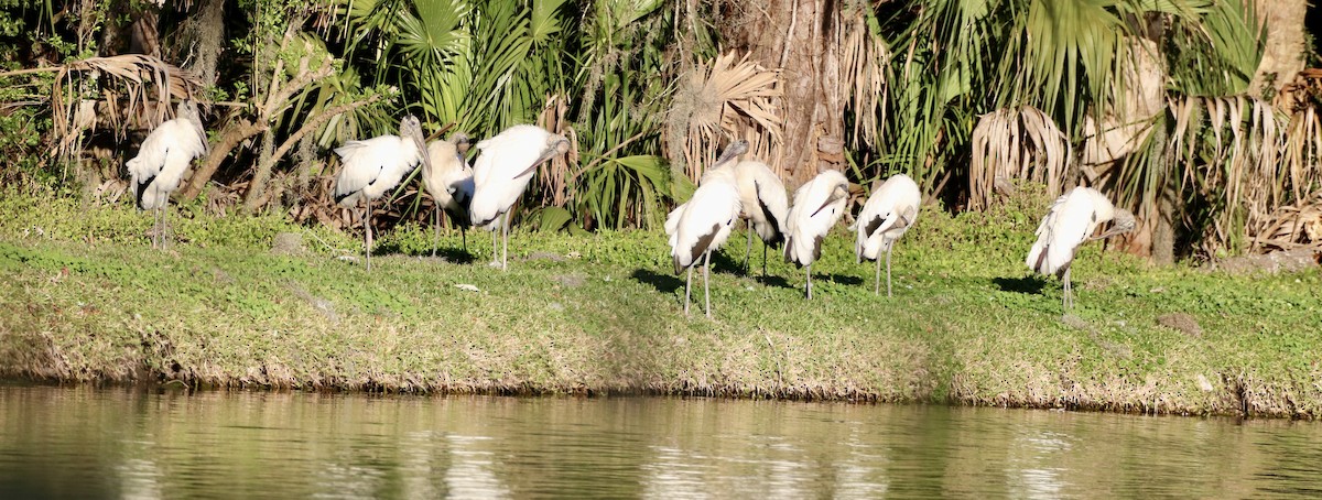 Wood Stork - ML614125687