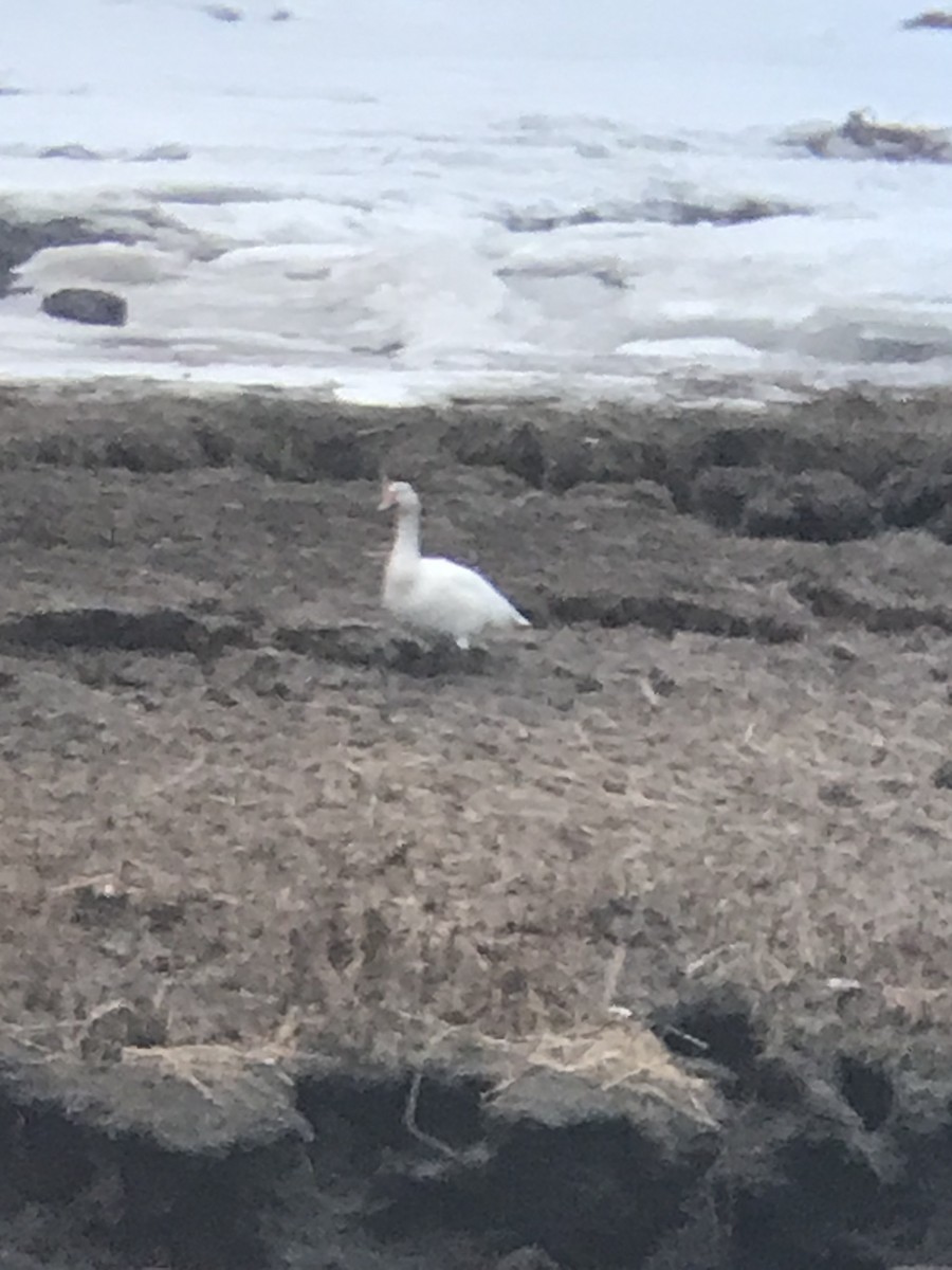 Snow Goose - ML614125710