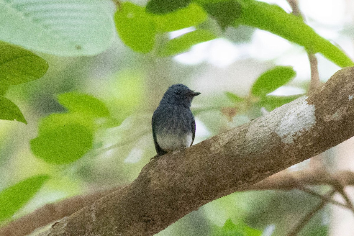 Abanico Cabeciazul de las Bisayas - ML614125722