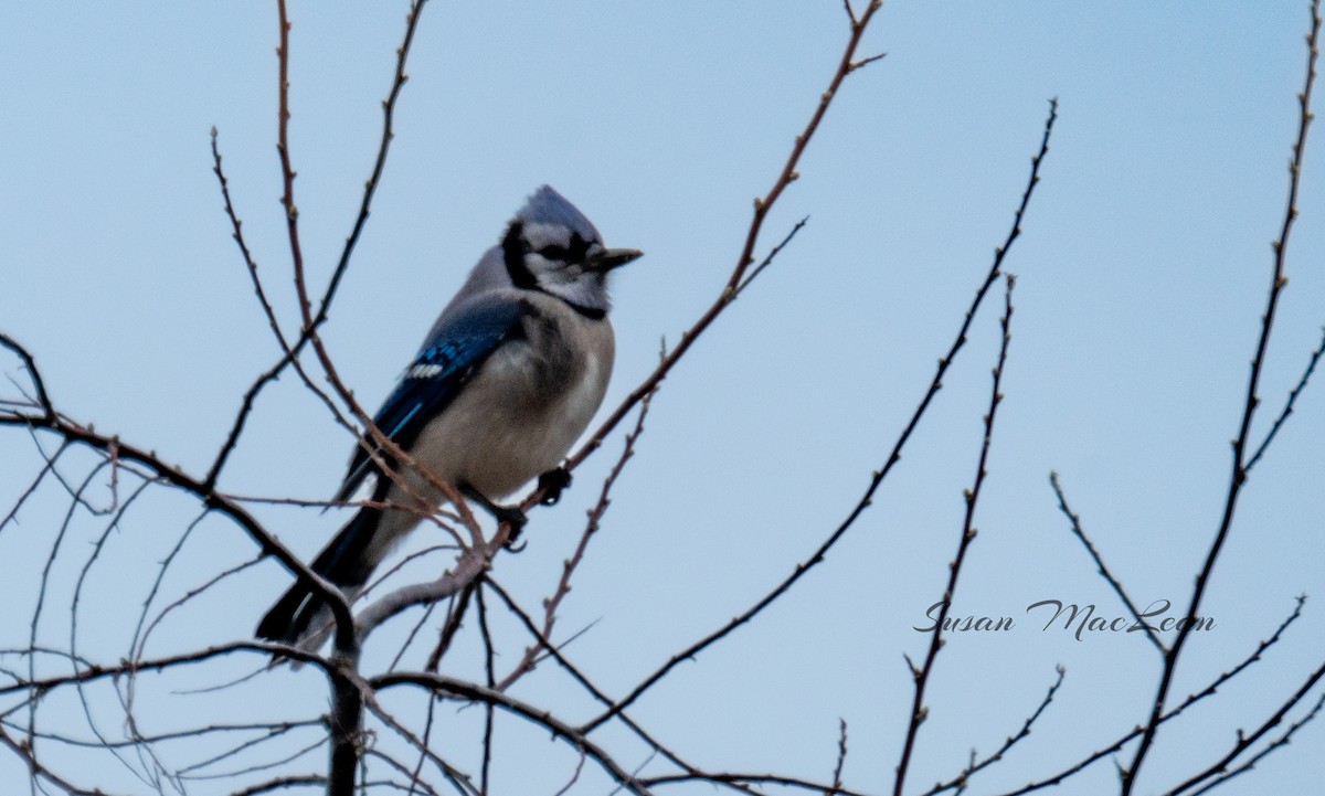 Blue Jay - ML614125740