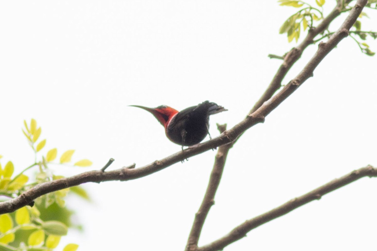 Magnificent Sunbird - Andrew Marden