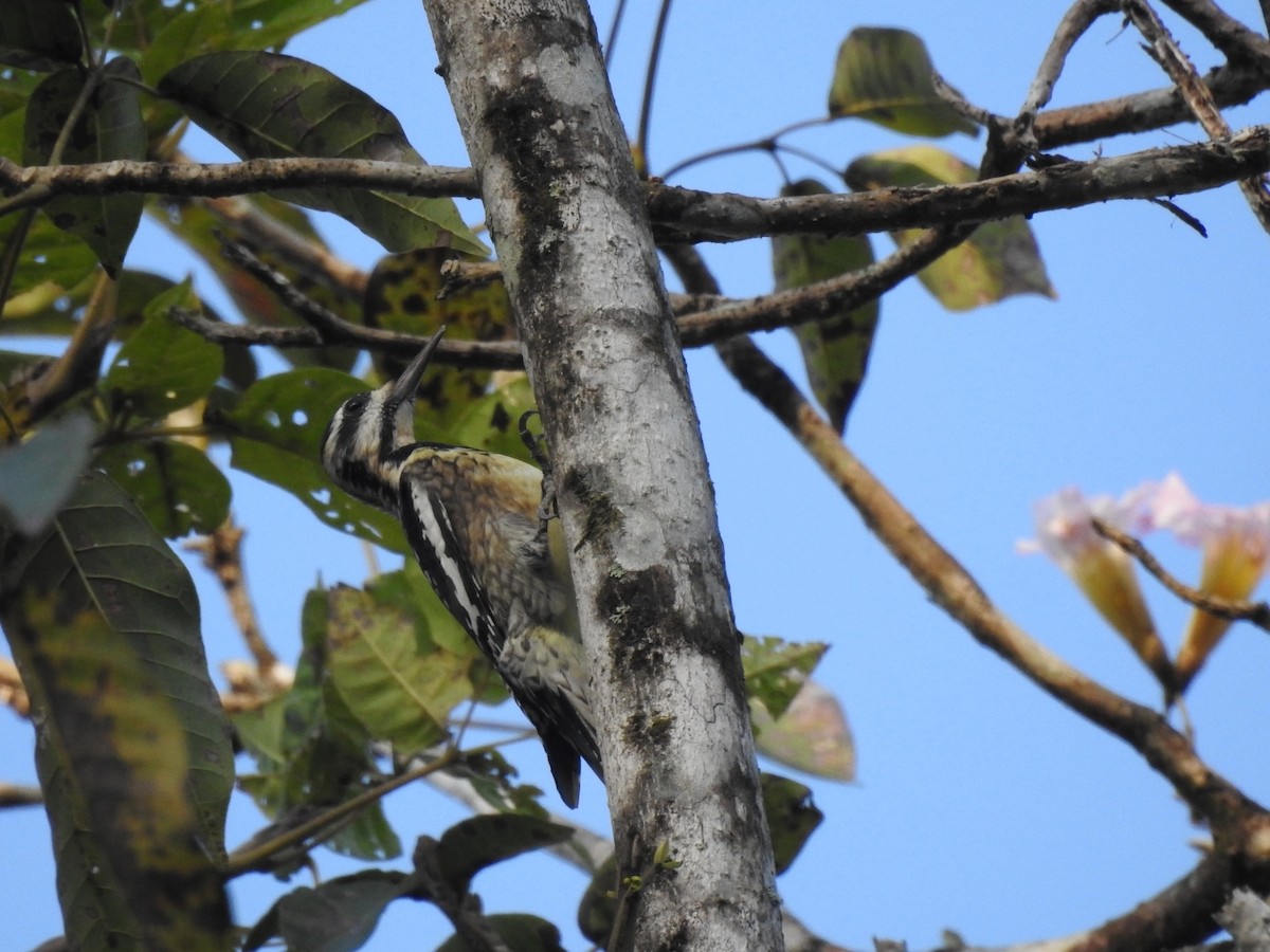 Yellow-bellied Sapsucker - ML614125803