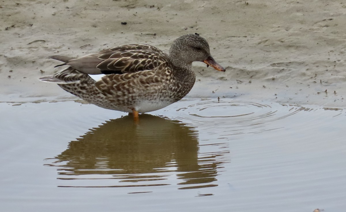 Gadwall - ML614125833