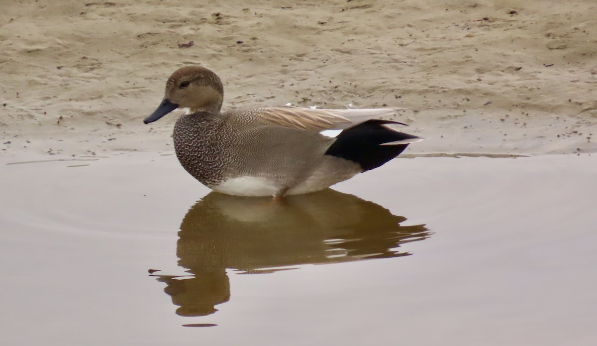 Gadwall - ML614125852