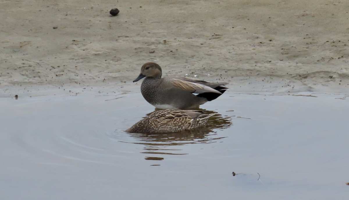 Gadwall - ML614125853