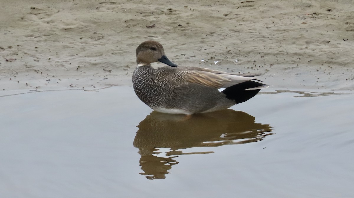 Gadwall - ML614125858