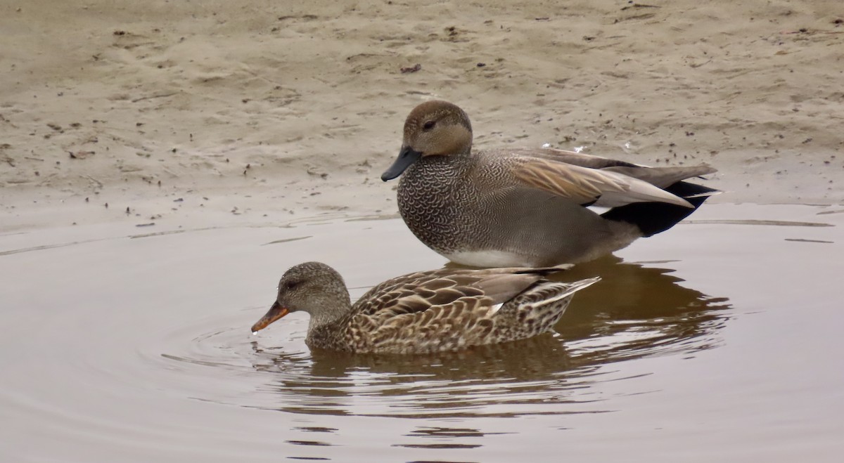 Gadwall - Petra Clayton