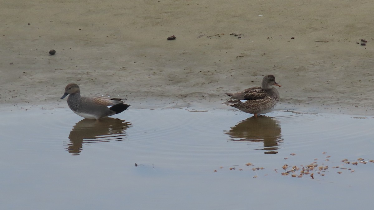 Gadwall - ML614125872