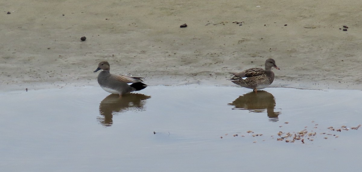 Gadwall - ML614125873