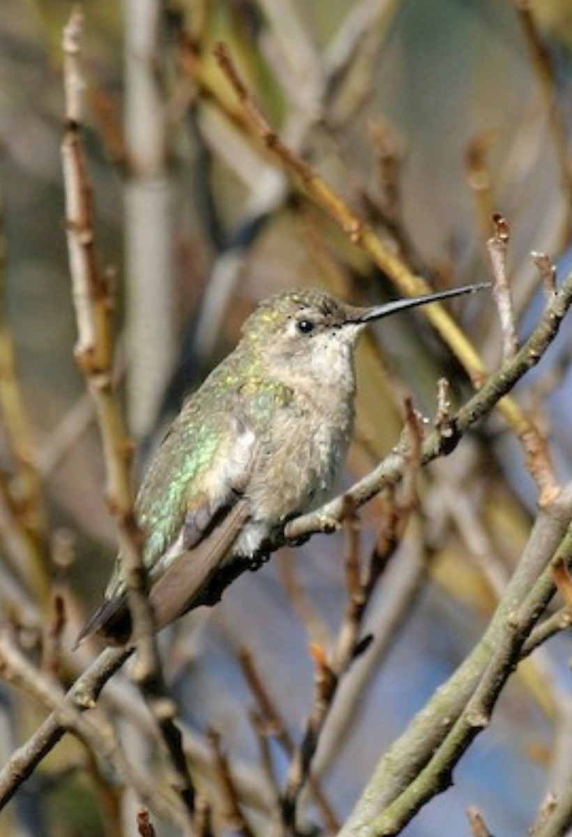 Black-chinned Hummingbird - ML614125878