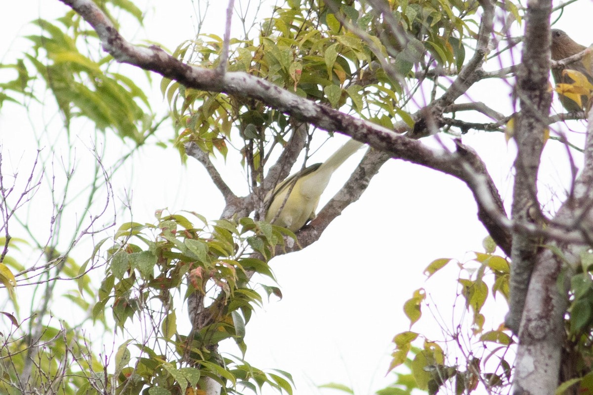 Bulbul de Samar - ML614125882