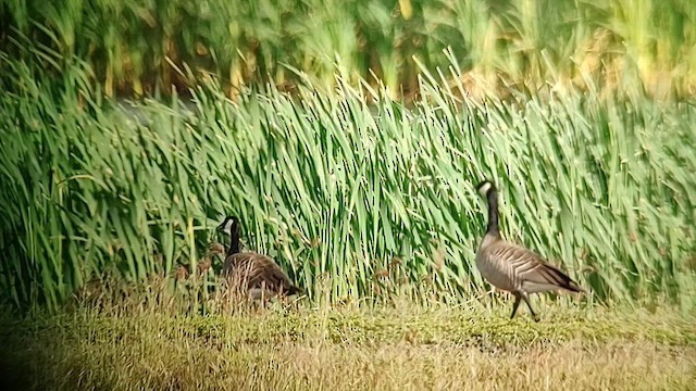 Cackling Goose (minima) - ML614125884