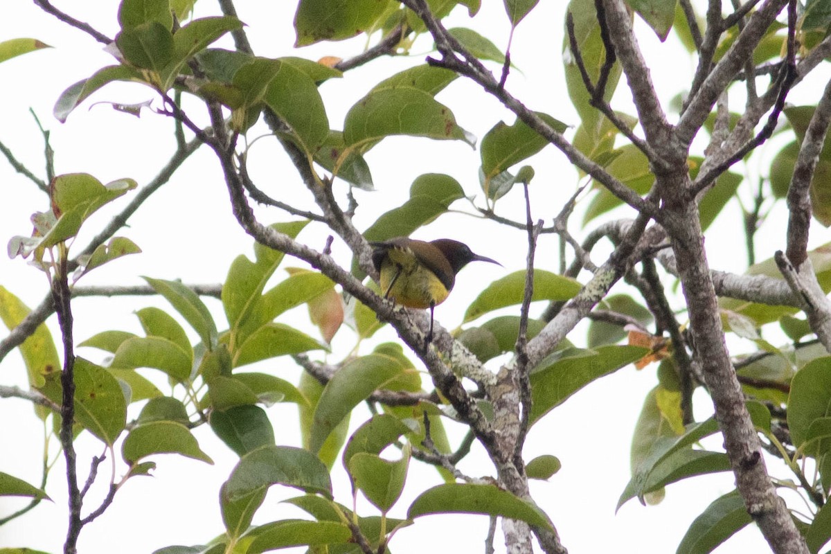 Maroon-naped Sunbird - ML614125923