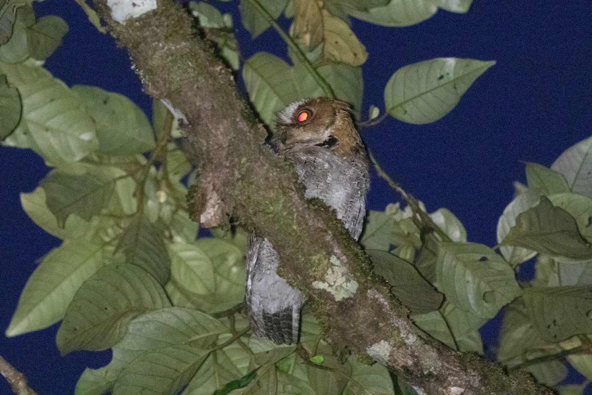 Negros Scops-Owl - ML614125979