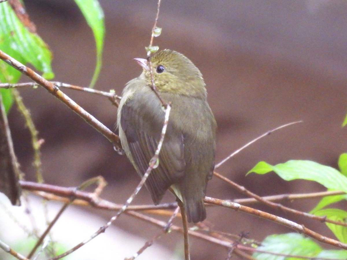 Red-capped Manakin - ML614126002