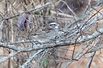 White-throated Sparrow - ML614126007