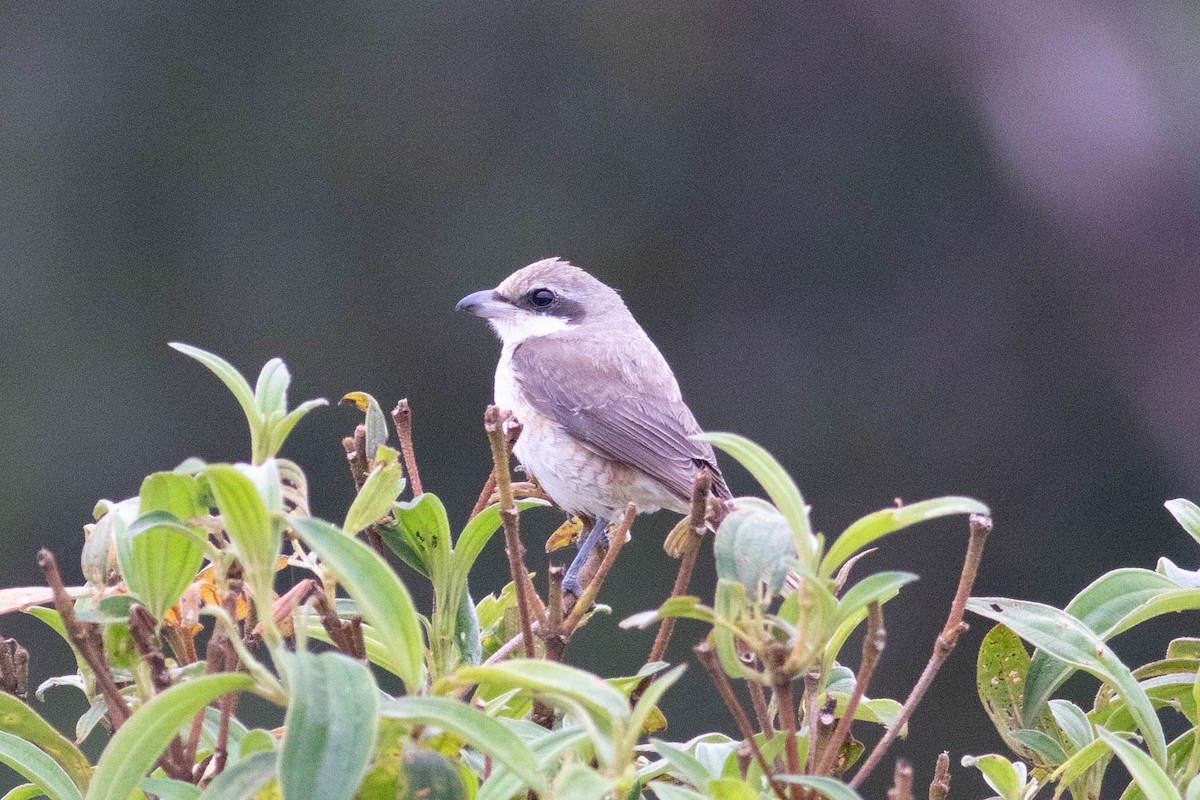 Brown Shrike - ML614126024