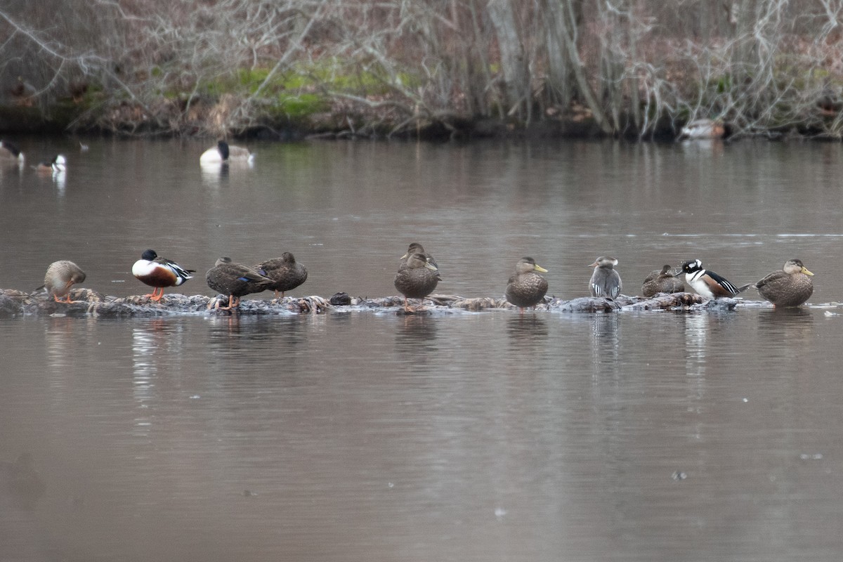 Hooded Merganser - ML614126070