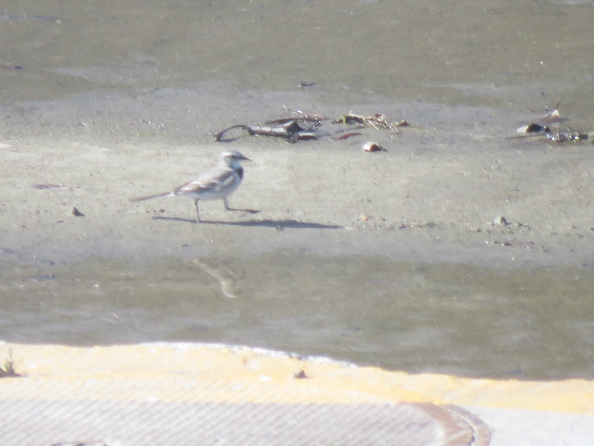 White Wagtail - ML614126133