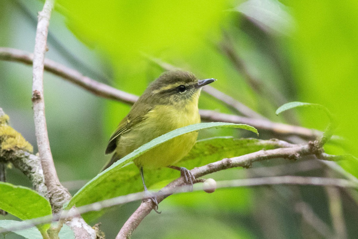 Negros Leaf Warbler - ML614126139