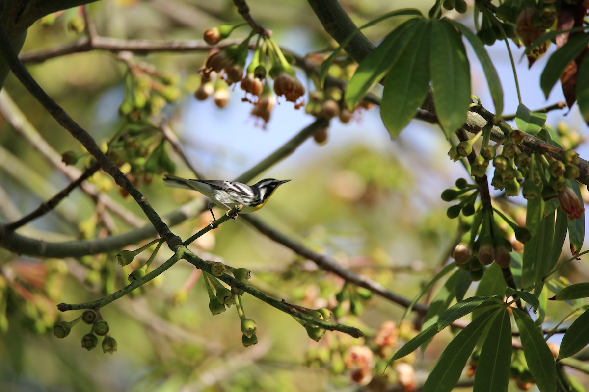 Yellow-throated Warbler - ML614126143