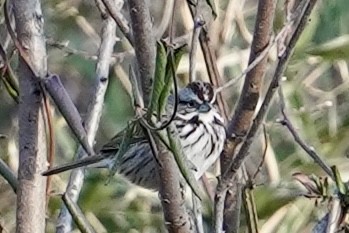 Song Sparrow - Nate W