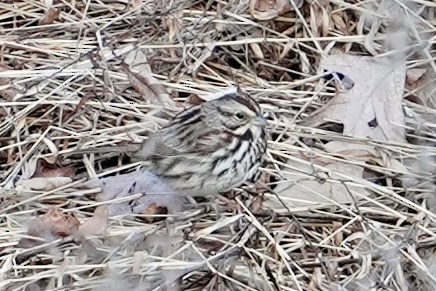 Song Sparrow - ML614126168