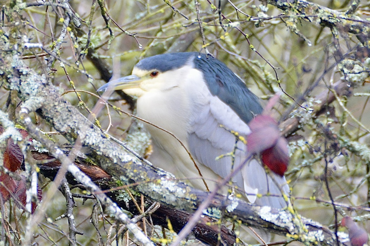 Black-crowned Night Heron - ML614126170