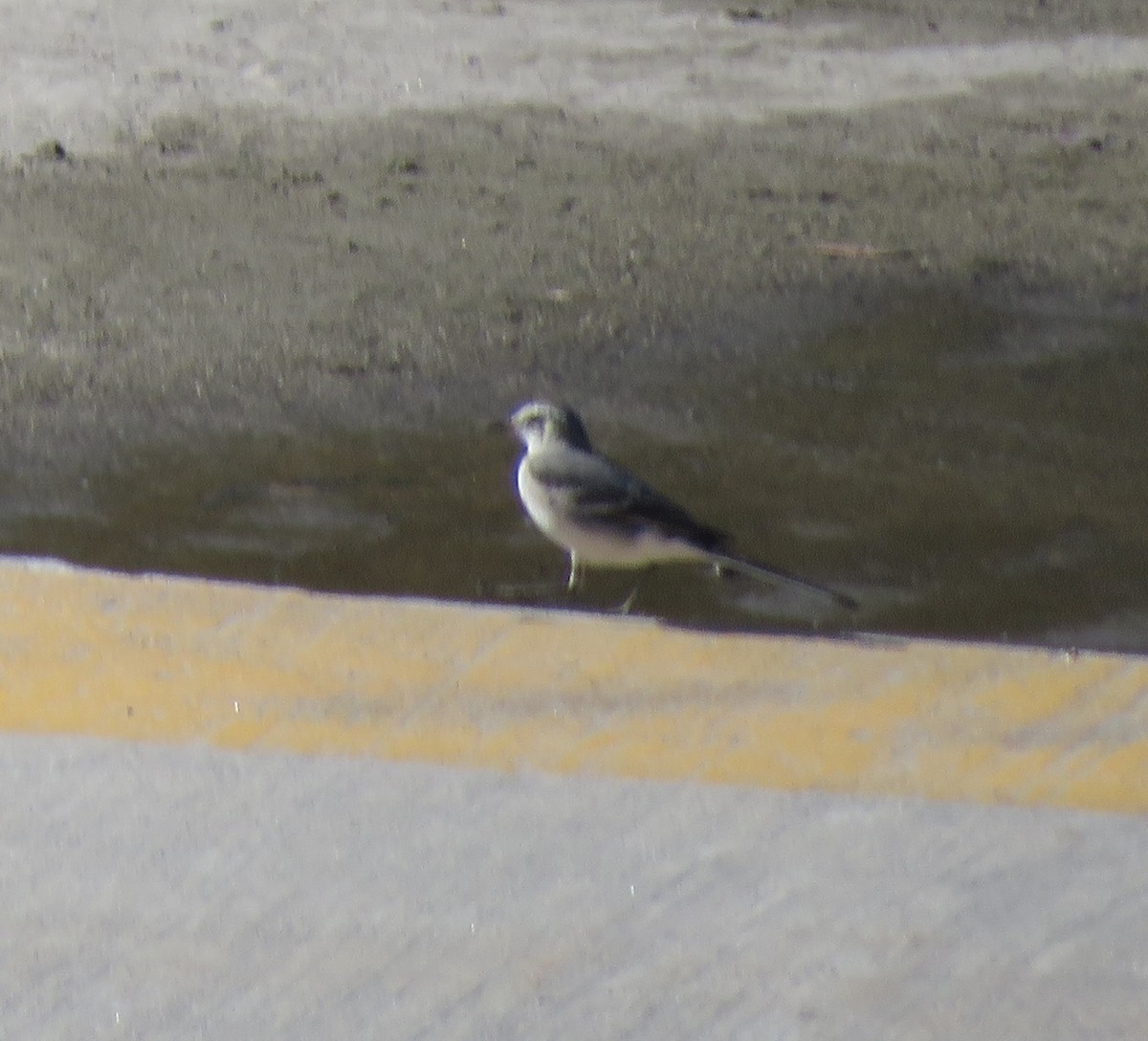 White Wagtail - ML614126208