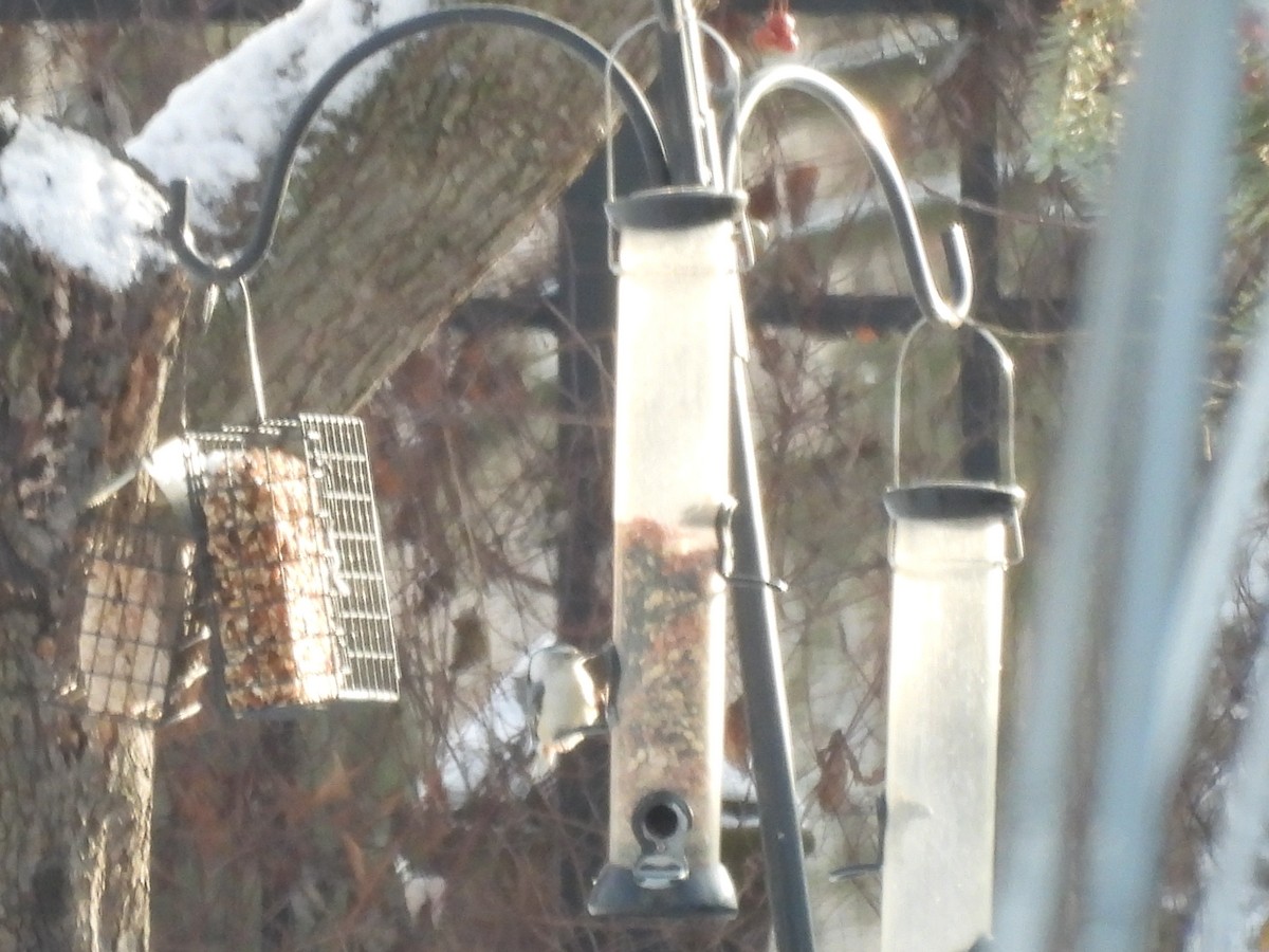 White-breasted Nuthatch - ML614126232