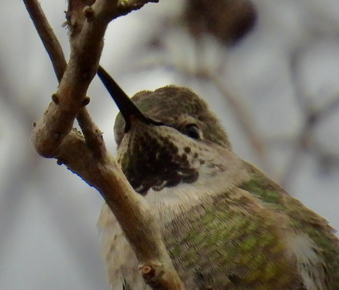 Anna's Hummingbird - ML614126233