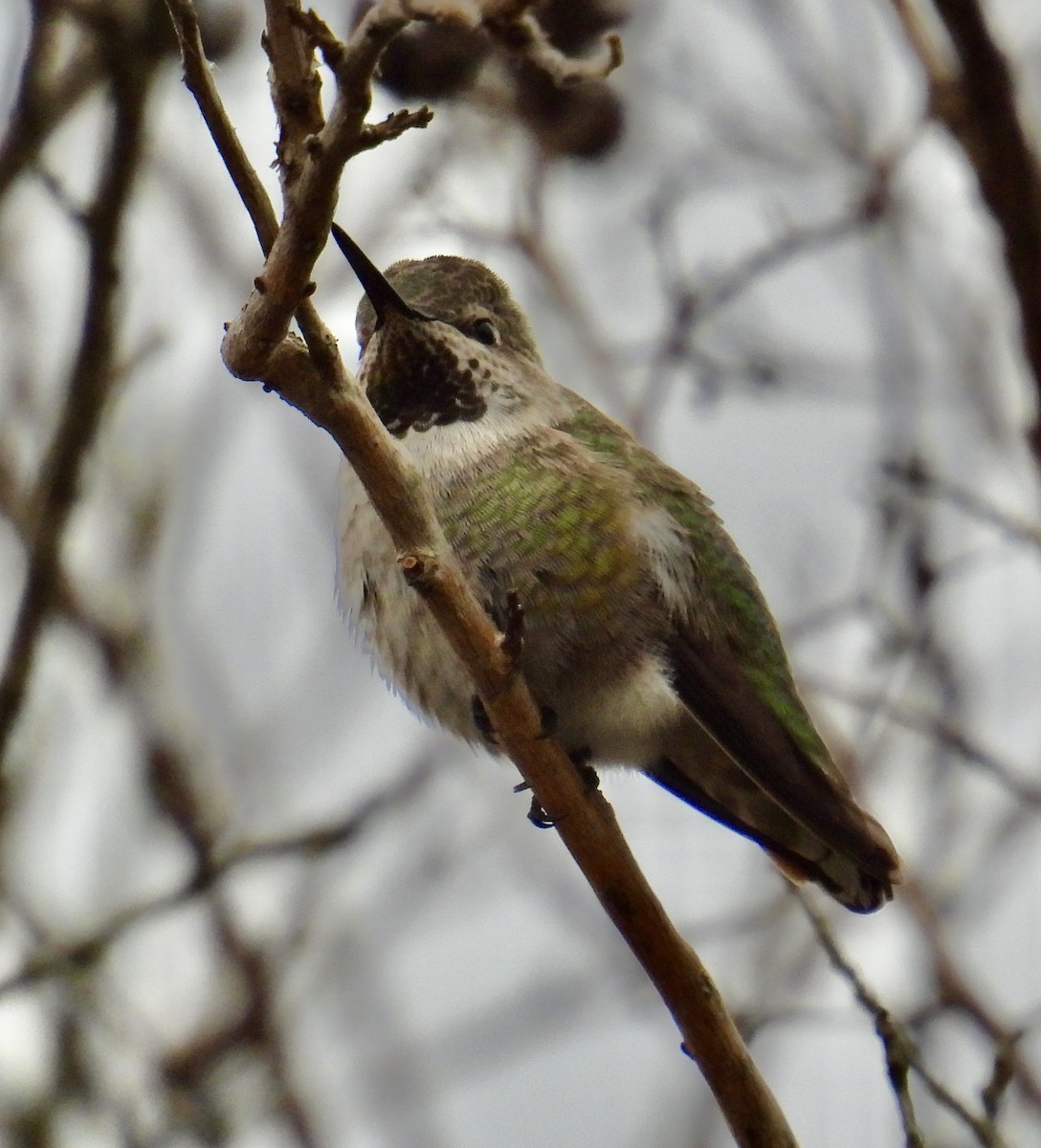 Anna's Hummingbird - ML614126234