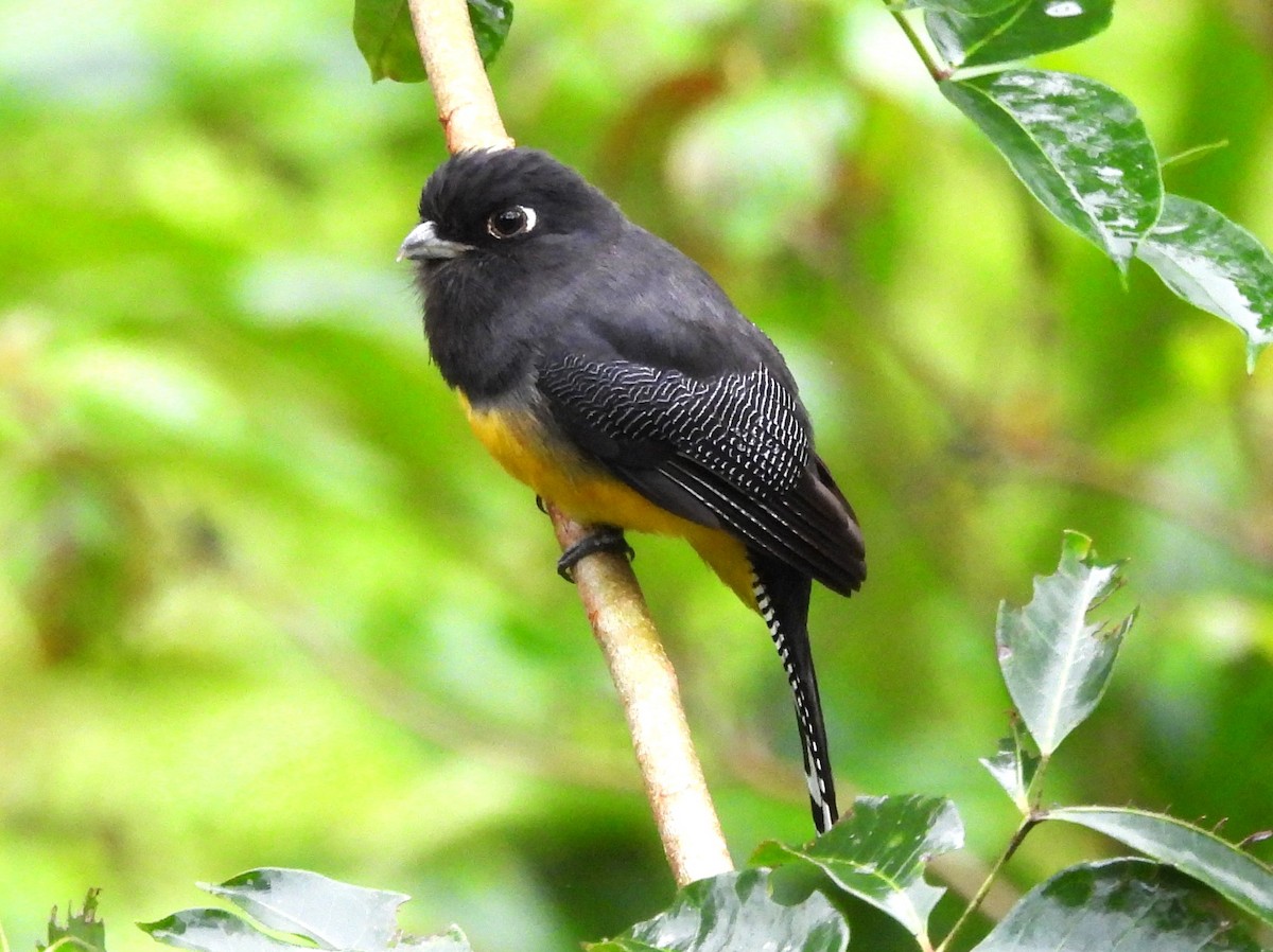 trogon podvazkový - ML614126247