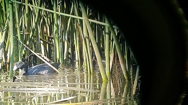 Hawaiian Coot (Red-shielded) - ML614126303