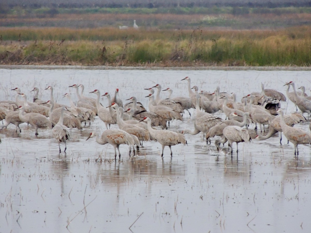 Sandhill Crane - ML614126417