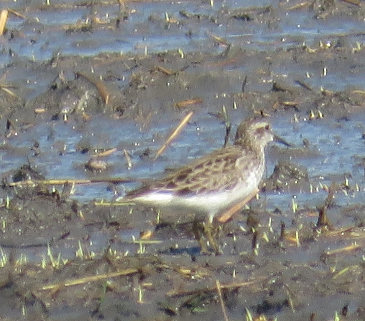 Long-toed Stint - ML614126420